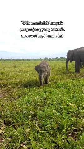 asyik bisa diajak bermain.  #gajah 