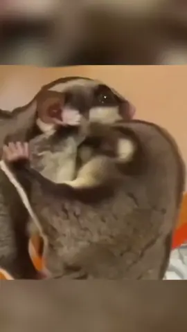 Suger gliders love you by rubbing their little heads against you!#tiktok #foryou #animals #cute 