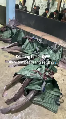 #rilislelejawatimur #gatlejatim #galatamalele #teguhjaya #rilisanlele #fyppppppppppppppppppppppp 