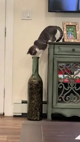 Little Troublemaker 😈😹❤️#funnyvideos #cattiktok #fyp #pets 