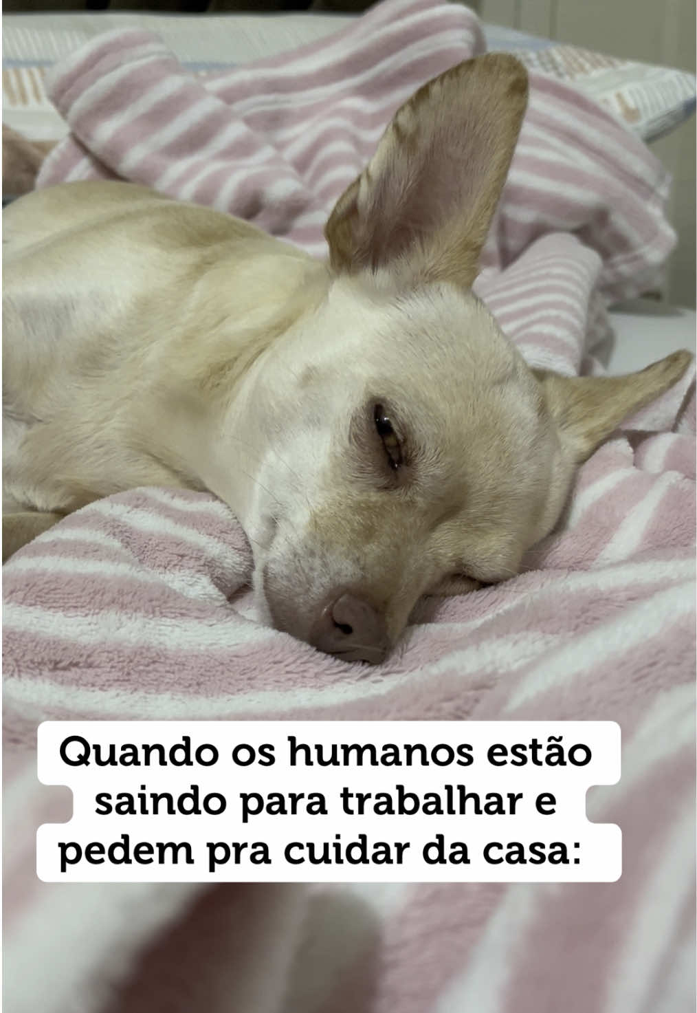 Aham! Vai nessa 🤣 #humor #meme #pet 