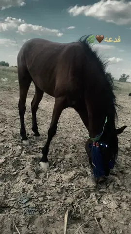 #فدعه #العراق_واسط_الخليج_العربي 