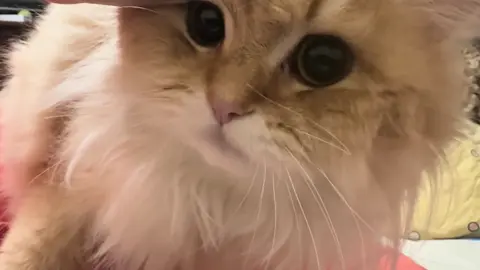 Haha, please take your hand away.#cutecat #pet #kucing #kitty 