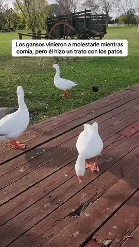 Cómo hizo para que los patos le entendieran? @naza 