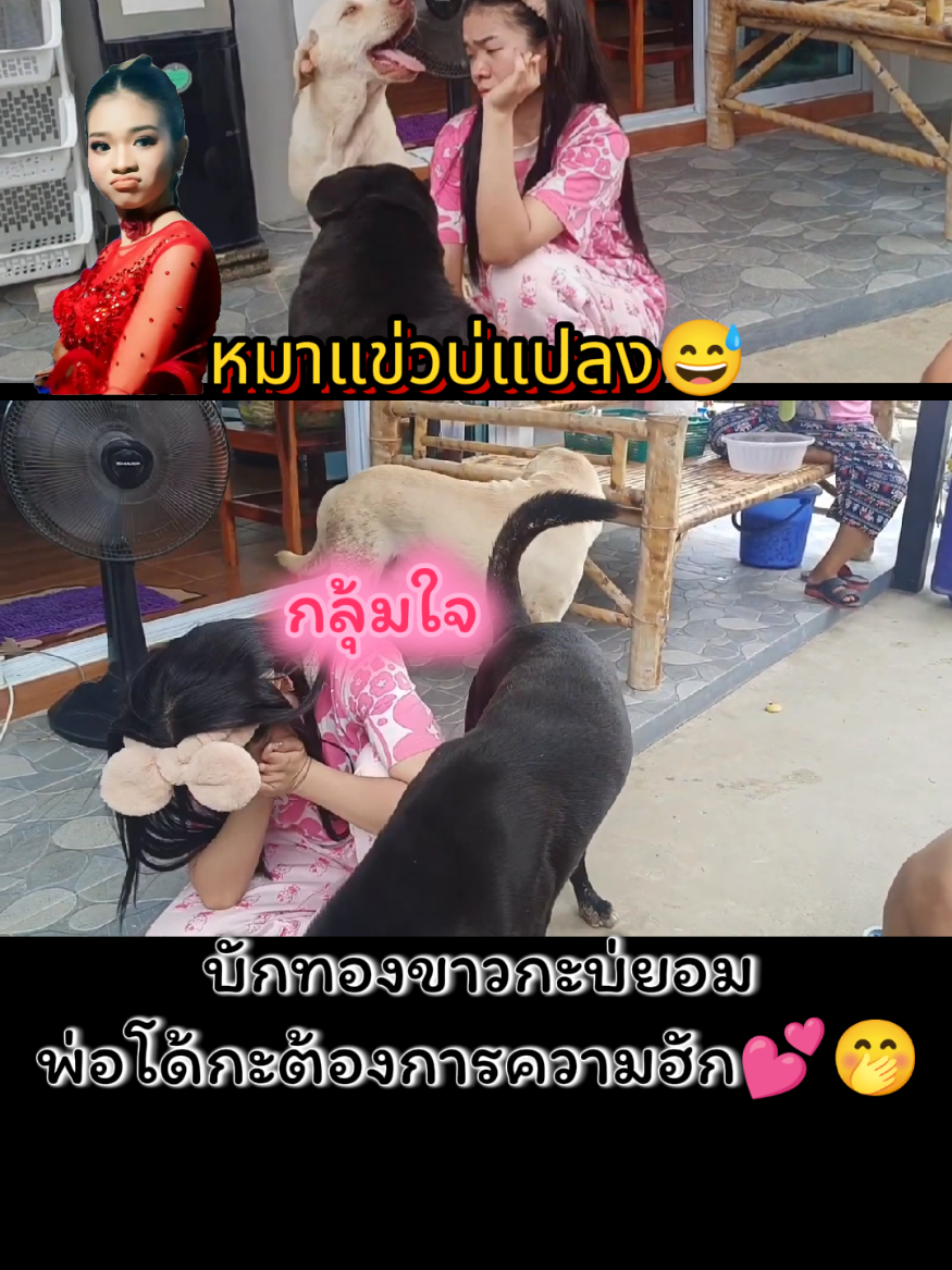 #หมาน่ารัก #อุ๋งอิ๋งเพชรบ้านแพง #fcอิหล่าลิงน้อยอุ๋งอิ๋ง💞💞💞💟💟💟👍 #fcอุ๋งอิ๋งเพชรบ้านแพง #สาวน้อยเพชรบ้านแพง #น่ารัก 