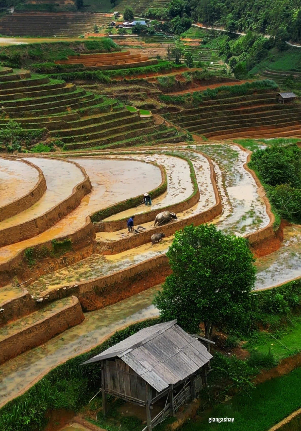 Trả lời @user2002041893203 đúng chị ạ, quanh năm bên sừng đồi để mưu sinh #giangachay #mucangchai #canhdep #travel#taybac #phuotluon #vietnam #xuhuong #viral #foryou #khampha #dulich 