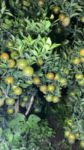 Tetap semangat walau kadang expetasi tak sesuai sama realita yg penting jgn lupa tetap bersyukur ……..#petaniindonesia🇮🇩🇮🇩🇮🇩🌿🌿 #petanimilenial #petanimuda #jeruksiemmadumalang #masukberanda 