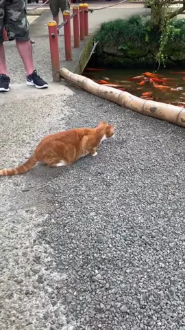 Cats are skilled hunters👍👍#foryou #usa🇺🇸 #tiktok #cat #funny #catsoftiktok #funnycat 