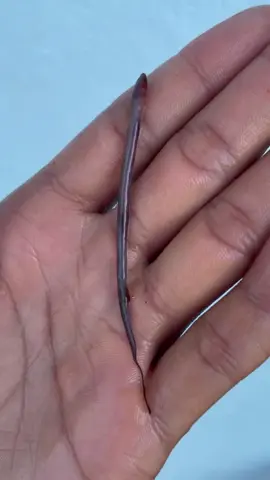 Tạo liền cái kênh nhờ anh chị giúp đỡ #luonkhongbun #tapsunuoiluon #xuhuong #channuoi #viral