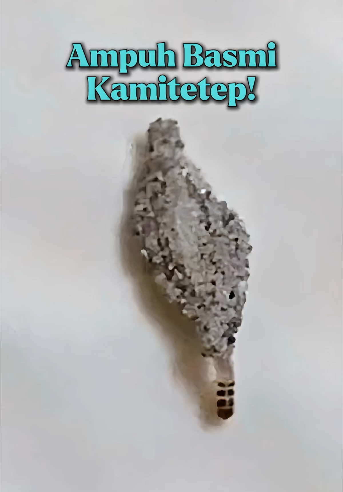 Membalas @Fransisca Arnold Gausah bingung kalau ada hewan ini di rumah 😣 Basmi pakai ini!! #wiselieindonesia #superbrandfestival #kamitetep #basmikamitetep 