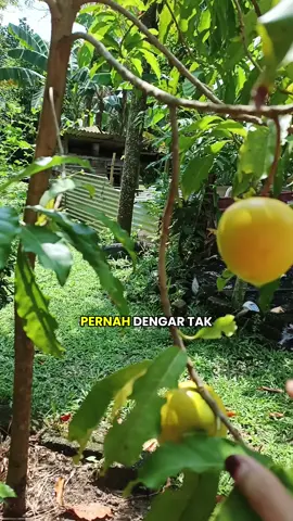 Buah pelik tapi tersangat sedap makan sejuk sejuk❤ #buahabiu #buahrare #buahbuahan #fyp #foryoupage 