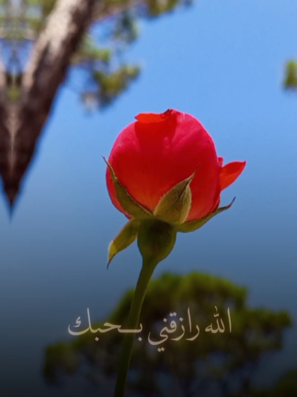 الله رازقني بحبك ❤️✨ #منشن #منشن_للي_تحبه #اكسبلور #trending #تصويري #lavendr81 #beautiful #amazing #flower #rose #هيثم_الهكاري #CapCut 