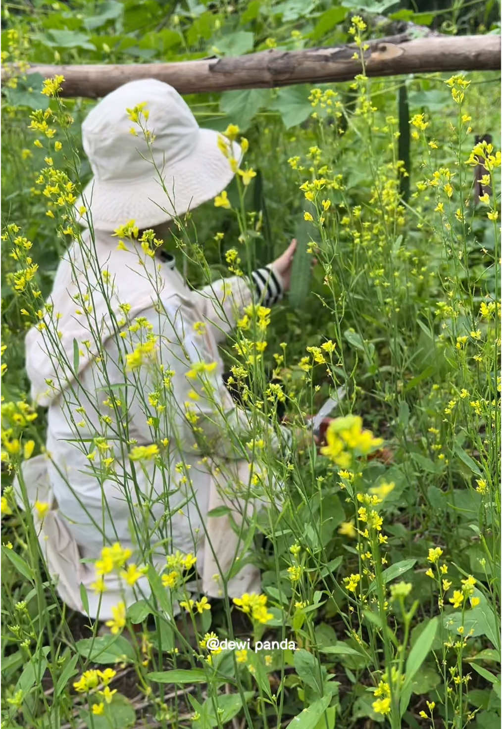 memetik berbagai sayur di kebun dan langsung di masak #kebun #masak