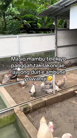 Bismillah #bismillahfyp #entokhias #entokrambon #entok #peternakmuda #bosmuda #masukberandafyp #mentokjumbo #mentok #jogja #bantul #jogjaistimewa #suksesmuda #entokjumbo #sukses 