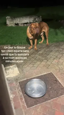 Reviens 🙏🏻🙏🏻#prt#prtoi #deces #chien #missyou 