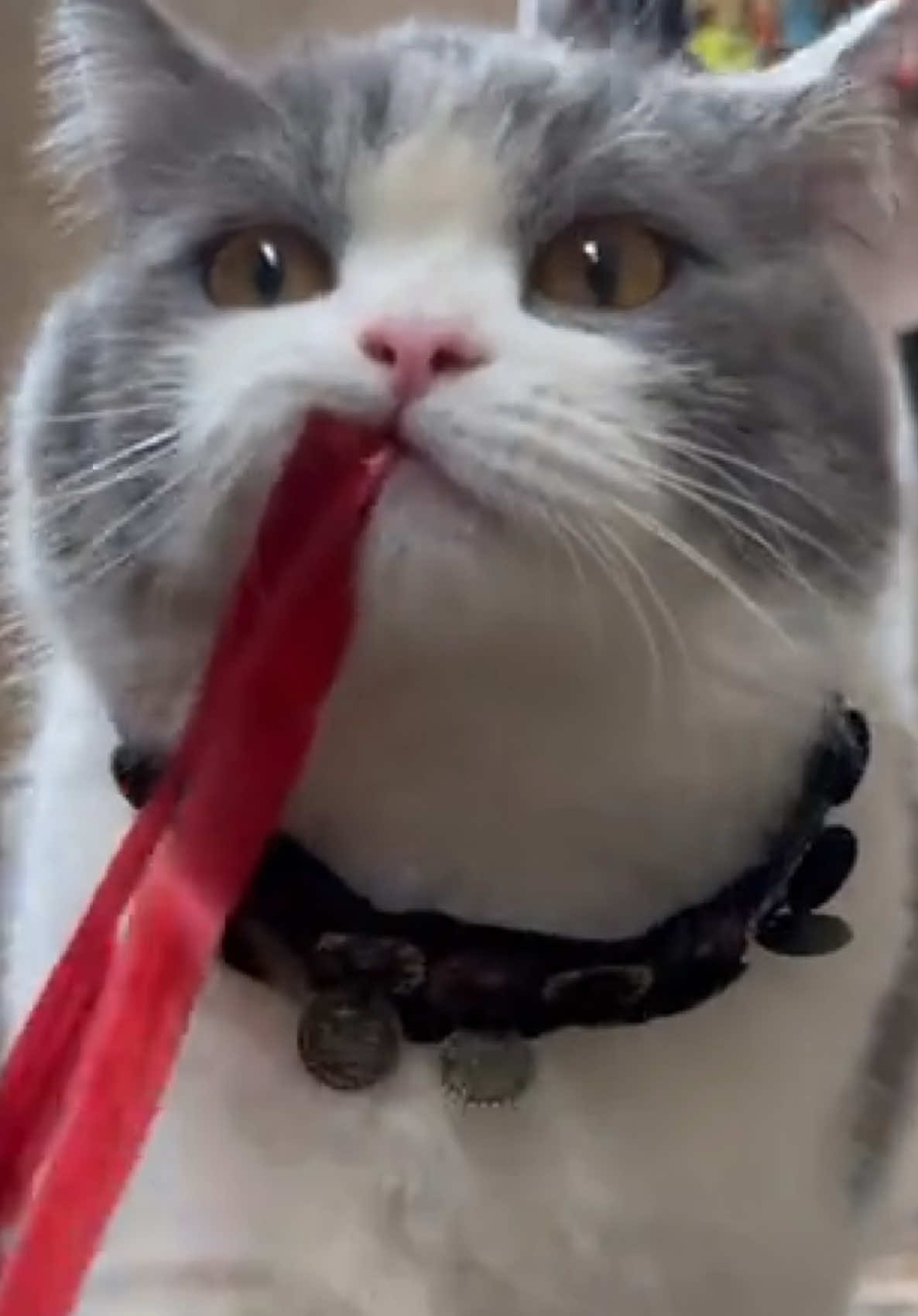 😕😕😕#funny #catsoftiktok #cutecat #kitty #cats #catlover #meow #PetsOfTikTok #kucing #funnyvideos 