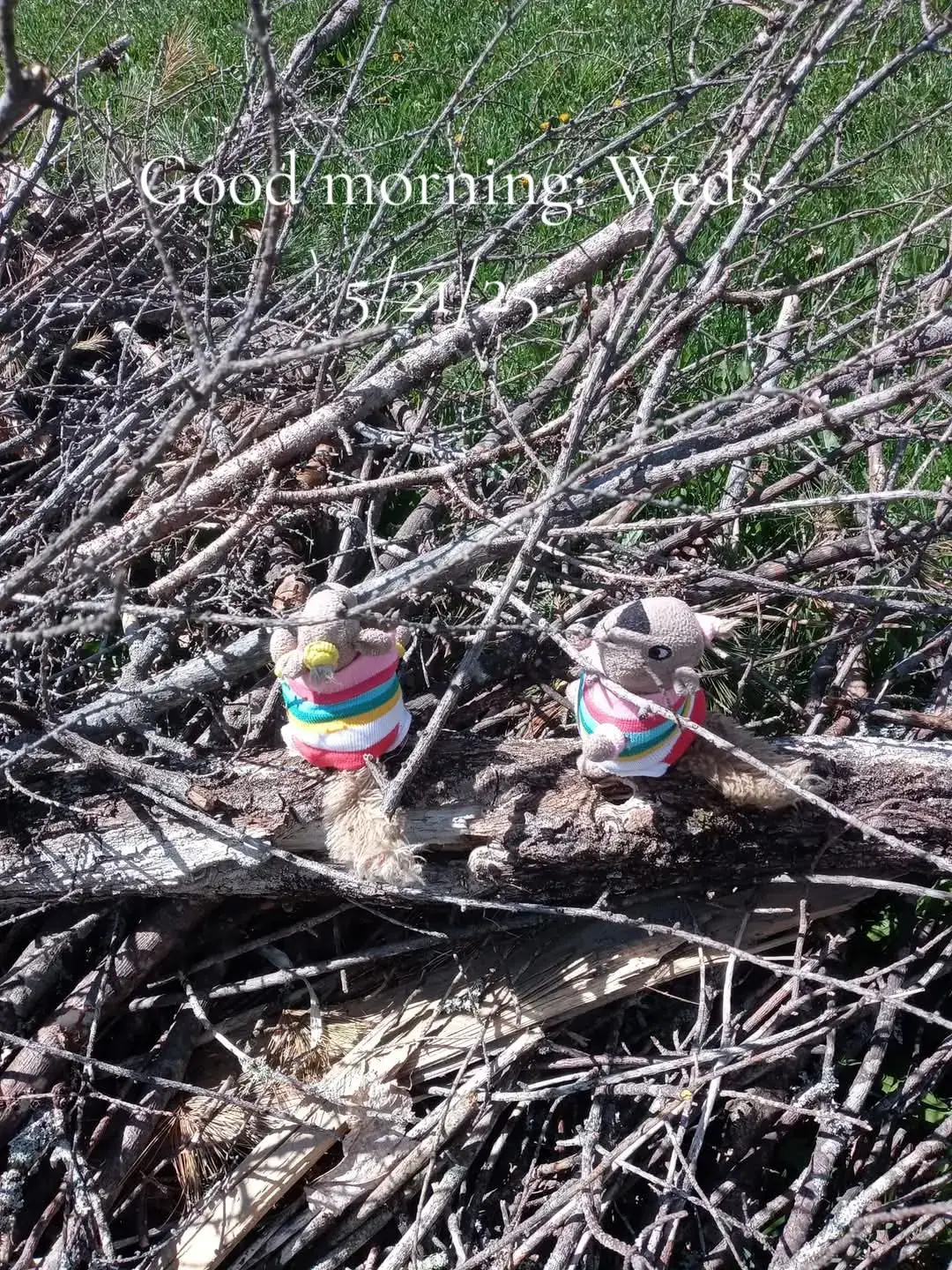👋🏻Good morning friends❤️Happy Wednesday 🧡May 21st💛We woke to 🤍a partly cloudy sky💙with sunshine trying to peek through💚 It's 44° right now and only supposed to be in the 50's today🩵We are still feeling a bit frustrated 🤎with Facebook picking us out to pick on and block me from responding to you💜We hope you are having much better luck🩷The Princess👑🐶🐾  her girls🐿🐿and I ✍️are planning on having a good day🏡 no matter what troubles Facebook throws at us today🌻How about you?🌾We are hoping only wonderful good things come your way today 🌴In today's story🌲I will tell you where a new place has been put in Peablyville 🌳plus more of what's new to see there too🍃I will share that story midday today for you🫶 No Live Morning Show today 🖤There will be on Thursday 🩶 May 22nd🤍7:30am Facebook & 7:45am TikTok 🫂Maine Time 🤗We will have a Live Evening Show tonight Wednesday May 21st at🫶4:30pm on Facebook💙 & 4:45pm on TikTok❤️Make the most of your day🧡Smile big & feel in a happy way💛Make good choices for you🍃Take good care of you😊Thank you for being our friend👑🐶🐾and stopping in to visit🐿🐿Bye for now✍️We send you snuggly 🫂 hugs🤗 and friendly kisses😙 Love your Maine family🏡 Princess Foxy Lady  of Peablyville🌳Maine🌲 Annie 🌻and 🌾Natalie  and me, Darcie Mae 🫶