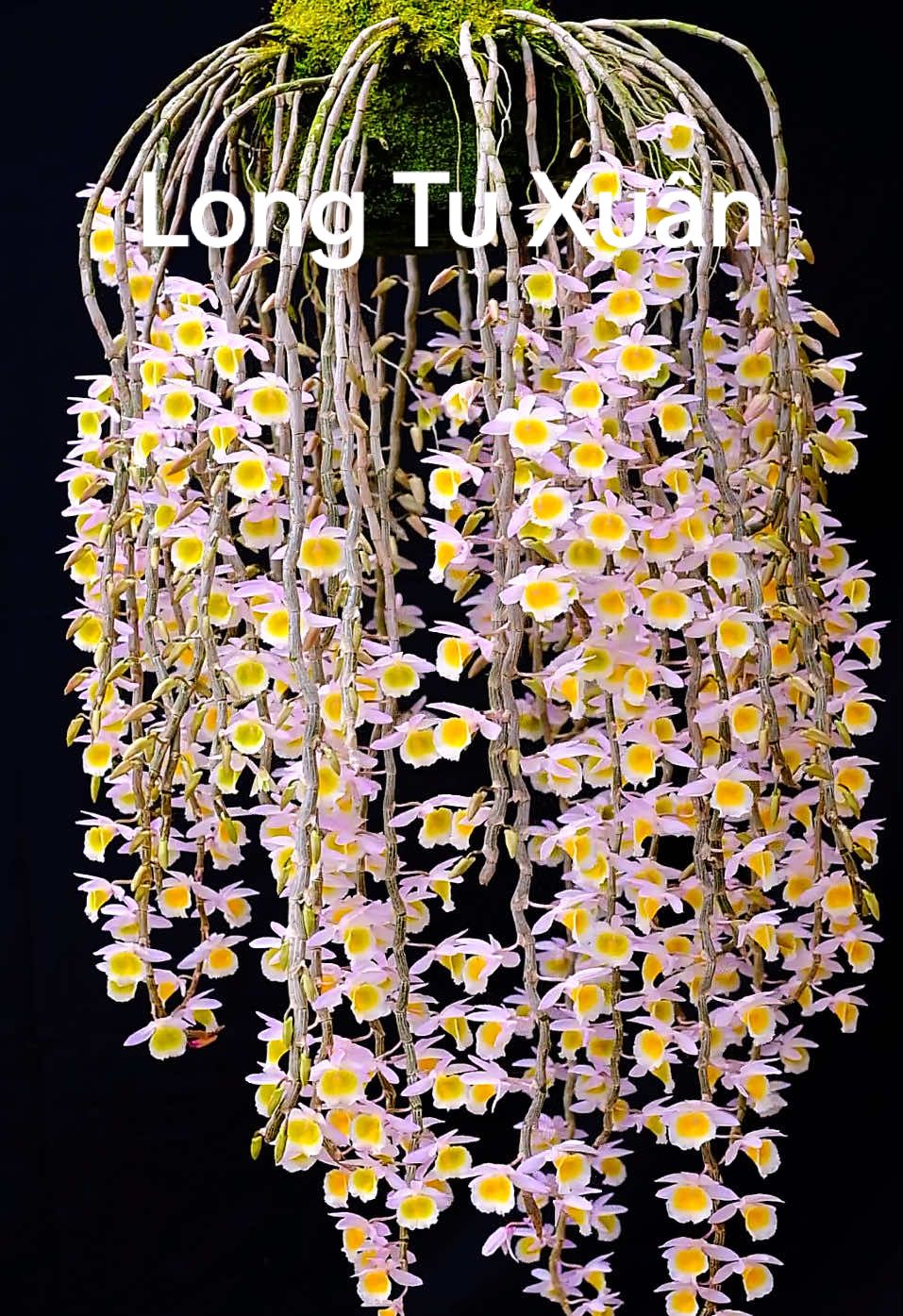 Long Tu Xuân| Quay mấy tháng trước giờ vẫn chưa đăng hết#xuhuong #viral #longtuxuan #fyp 