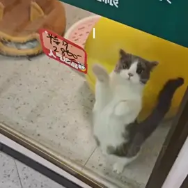 🥹🥹 #brunomars #catsofttiktok #fyp #lyrics_songs #vira 