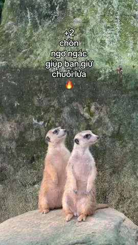 Chuỗi chuỗi chuỗi đi nèee #GreenCreator #VinWonders #Vinpearl #VinpearlGolf #WonderSummer #TuhaoVietNam #vinpearlsafariphuquoc #SafariPhuQuoc #safaripq #vietnam #phuquoc #dulichPhuQuoc #animals 