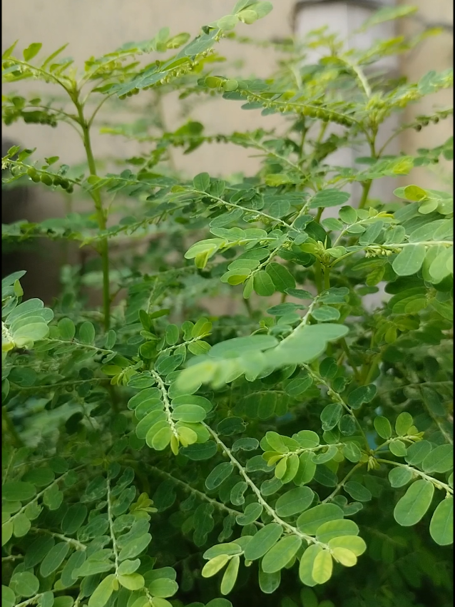 Daun meniran memiliki berbagai manfaat untuk kesehatan, antara lain meningkatkan sistem kekebalan tubuh, mengatasi batu ginjal, mengontrol gula darah, dan menjaga kesehatan hati. Selain itu, meniran juga dikenal sebagai obat herbal untuk mengatasi hipertensi, peradangan, dan masalah pencernaan.  Berikut penjelasan lebih detail mengenai manfaat daun meniran: 1. Meningkatkan Sistem Kekebalan Tubuh: Daun meniran mengandung senyawa aktif yang dapat merangsang sistem kekebalan tubuh. Senyawa ini membantu meningkatkan produksi sel darah putih, sehingga tubuh lebih tahan terhadap infeksi.  2. Mengatasi Batu Ginjal: Meniran memiliki sifat diuretik, yang membantu meningkatkan produksi urin. Dengan demikian, meniran dapat membantu mengeluarkan batu ginjal dari saluran kemih.  3. Mengontrol Gula Darah: Daun meniran dapat membantu mengatur kadar gula darah, sehingga bermanfaat untuk mendukung pengelolaan diabetes.  4. Menjaga Kesehatan Hati: Meniran dikenal efektif dalam melindungi hati dari kerusakan, terutama akibat paparan zat berbahaya.  5. Mengatasi Hipertensi: Kandungan kalium dalam daun meniran dapat membantu mengendalikan tekanan darah dan mencegah hipertensi.  #meniran #herbal #fypp