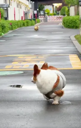 yêu nhau lắm 😅 #corgi #corgifluffy #corgipuppy #pet #funny #cute #xuhuong #trending #giaitri #corgihouse