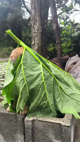 #cat #catsoftiktok        