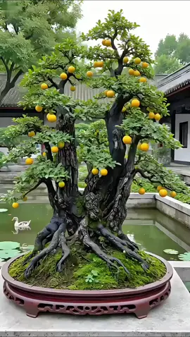 #bonsai 