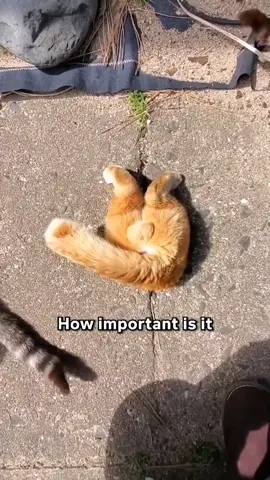 The Only Ball Your Cat Needs 😹🟢 #catshorts #cuddlesmeow 