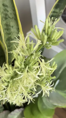 Lugar ideal para tu lengua de suegra, la entrada de 🏠 #snakeplant #sansevieria #plantas #garden 