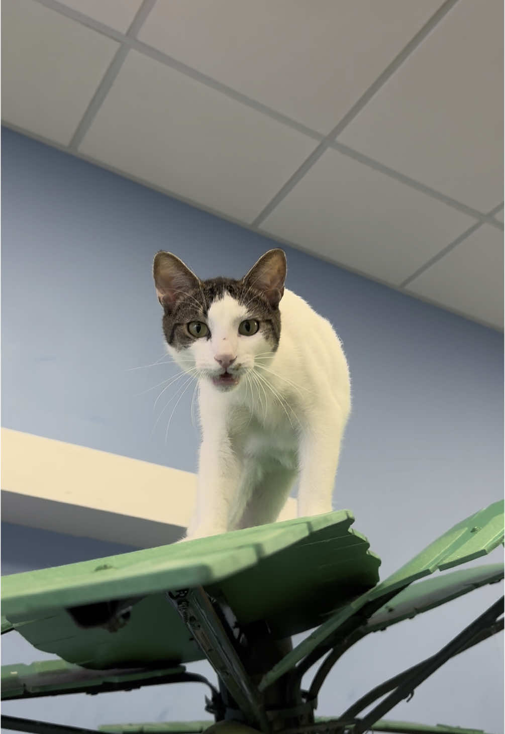 Happy Wednesday everyone! #catsoftiktok #catcafe #adoptdontshop #cutecat #savinglives #everydayiscaturday #rescuecat #goodmorning #wakeup #fortmyers 