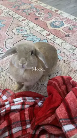 #bunny 