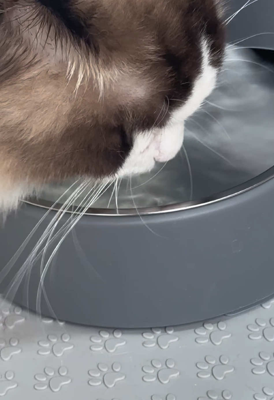 💦💦💦 #waterdispenser #catlover #cutecat #mycat #catmom #petlover #catlife #kitten #petsupplies #catsoftheday #cattok 
