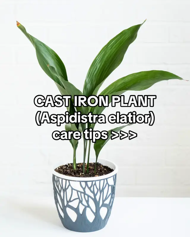 Taking care of plants has never been easier! 🌿✨ Scan any plant to identify it, get instant care tips, diagnose issues, and set reminders for watering, fertilizing, and repotting. Need expert advice? Chat with botanists right in the app! 🌱💚 #guesstheplant #plantum #plantid #plantidentification #plantcare #plantidentifier #plantumapp #PlantTok #houseplant #houseplants #indoorplants #indoorplant #plantcaretips #plantcarehacks #plantsoftiktok #plantslover #plantsmakepeoplehappy #urbanjungle #castironplant #aspidistra #Aspidistraelatior 