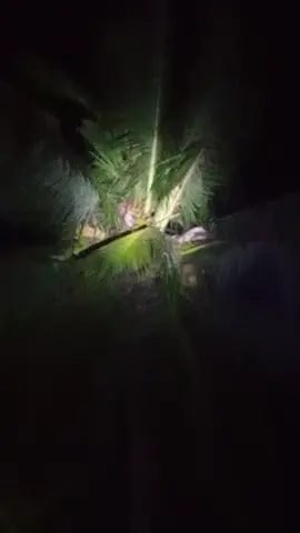 #suanggi#di#tendaleo🔥