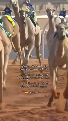 #الهجن #اكسبلورexplore #ميدان_الوثبة #الشحانيه #الهجن_الاصايل #شروره_نجران_الوديعة 
