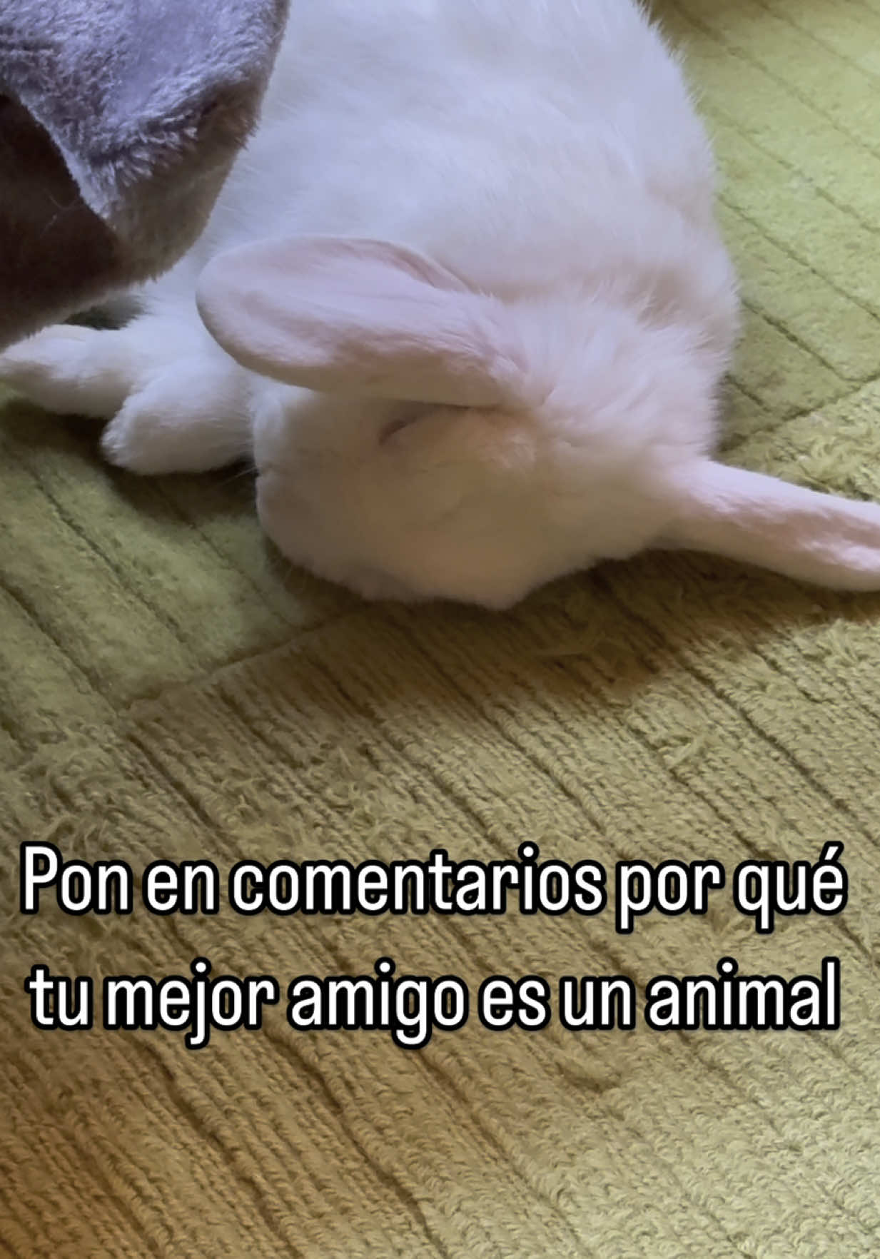 Ellos no te quieren por lo guapo que seas, ni por el dinero que tengas, te quieren porque eres su mundo, no los defraudes 🤍 - - - - #conejos #conejo #conejostiktok #conejomascota #conejitos #mascotasdetiktok #bunny #rabbit #rabbitsoftiktok #bunnylove #petbunny #bunniesofinstagram #rabbitsofinstagram #bunnygram #cuteanimals #petlover #bunnylover #rabbitstagram #rabbitsworldwide #rabbitsofig 