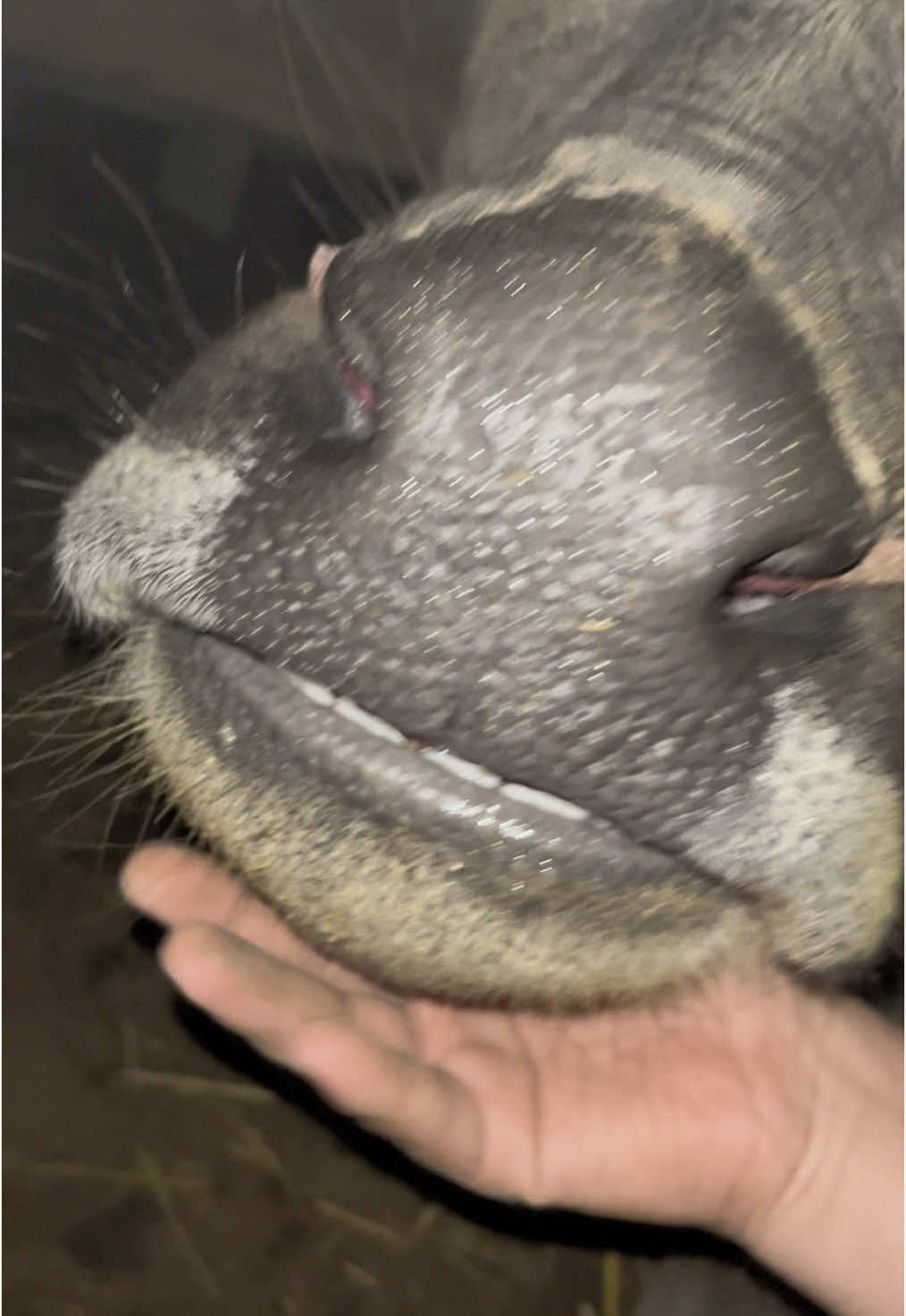 🐃#อย่าปิดการมองเห็น #ขึ้นฟีดเถอะ #คนเลี้ยงควาย #ควายไทย #ควายสายพัฒนา #ai #ควายงาม 