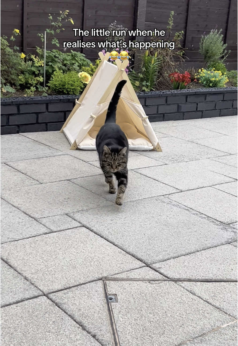 So the weather changed dramatically and chunk is not happy about it😂  not only did the rain wake him up from his nap, but he also got wet running in 😂  ##chunkthetabby##cattok##seniorcat##sleepykitty##ukweather##rain