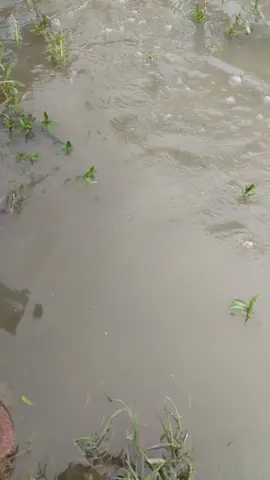 এগুলো কি কমেন্টে বলেন😃😃😁#foryou #foryoupageofficiall 😁😁