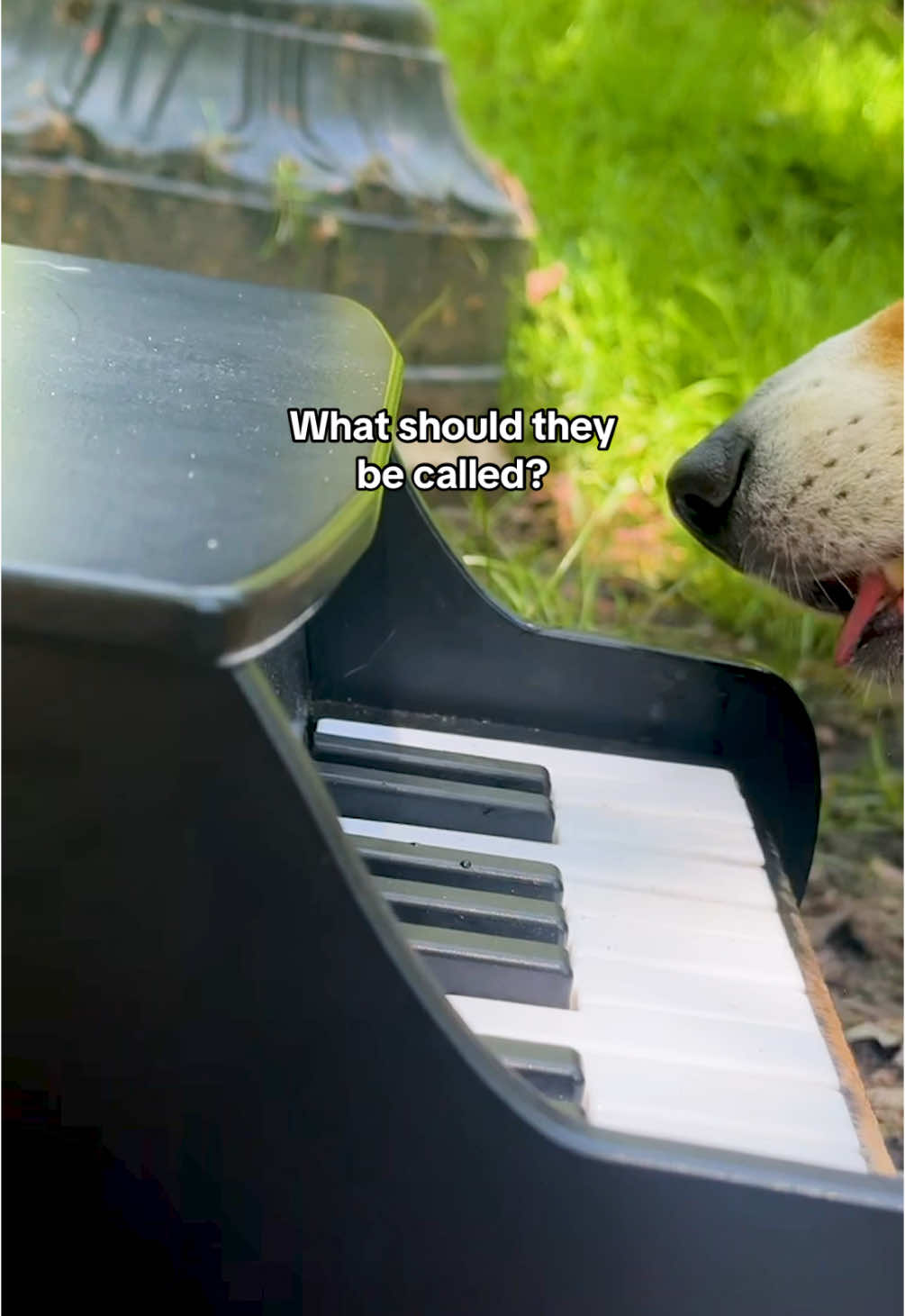 When the band gets back together @littlebearlumi @Dash & Lili The Corgis  #dogs #🐶 #puppy #🤣 