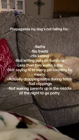#foryoupage #dogsoftiktok #fyp #foryou #labsoftiktok #labradorretriever #propaganda 