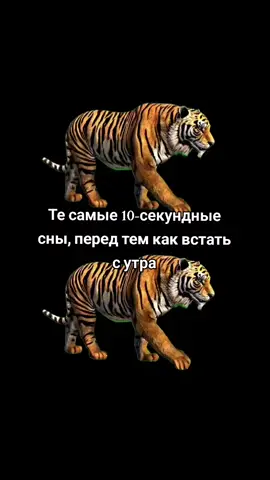 #щп #рекомендации #айтигр #tiger #fupppp #рек 