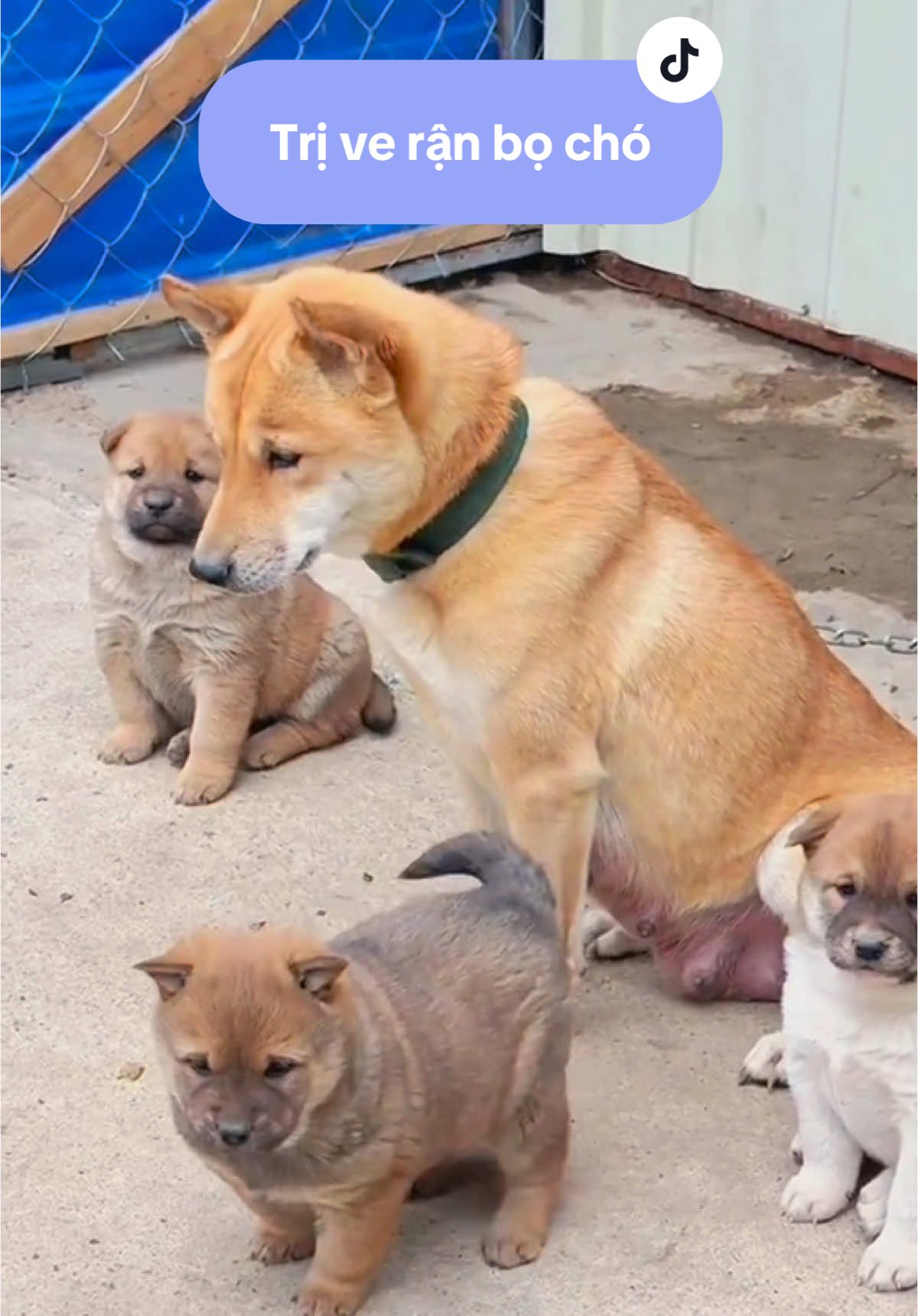 Chó mèo lúc nào cũng sạch sẽ ve rận, bọ chét nhờ vào gói thuốc bột trộn thức ăn này ạ #taphoanhacomkem #trivechomeo #thuoctrivecho #chó #mèo #thucung 