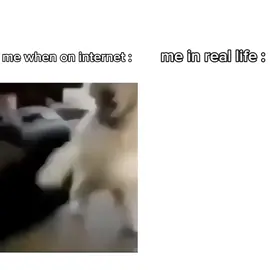 i have two side #dog #meme 