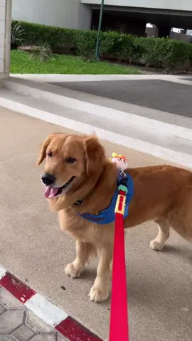น้อง FYNNTHEMONSTER กับสายรัดตัว #zeedog #flyharness สีน้ำเงิน Lebron จับคู่กับสายต้านแรง #ruffleash   #zeedogthailand #goldenretriever #โกเด้นรีทรีฟเวอร์ #โกลเด้นเป็นหมาตลก 