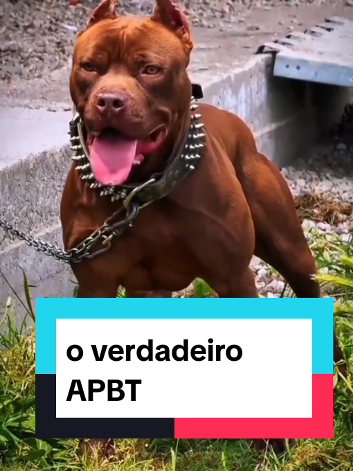 #pitbull #apbt #pitmonster #americanbully #cachorro 