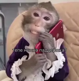 #rom4ik #monkey #bibizyankabrad #манки 