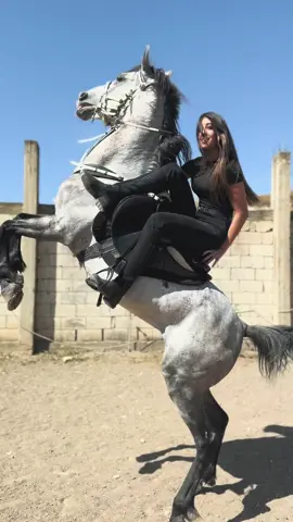 🖤⚔️#reemkd191 #خيل_وخياله🐎 