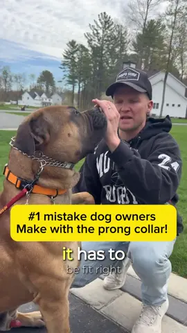 MOST important thing about the prong collar PERIOD!!! Make sure it’s fit right and make sure you have a back up!!! #DogTraining #prongcollar #dogtrainer #balanceddogtraining